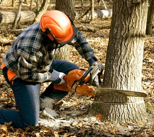 Tree Removal in Rollinsford, NH